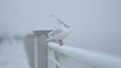 云南滇池海鸥雪景升格视频的预览图